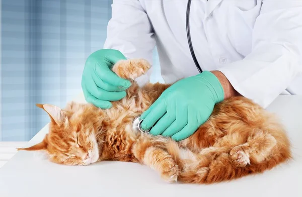 Kedi Veteriner Hekim muayene