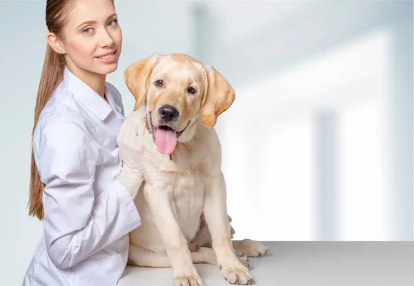 Junge Tierärztin mit Hund — Stockfoto