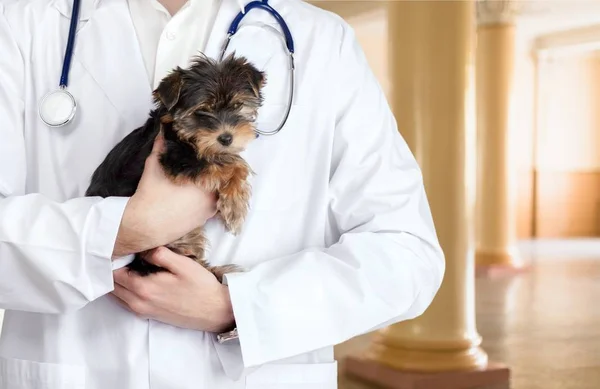 Hombre sosteniendo pequeño perro —  Fotos de Stock