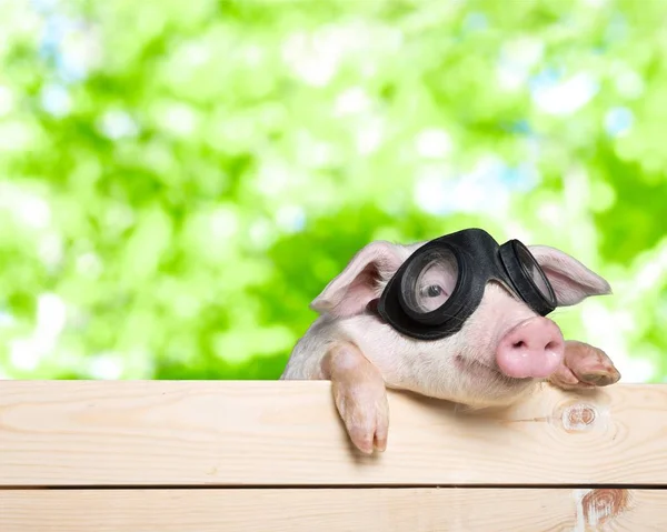 Schwein mit Brille — Stockfoto