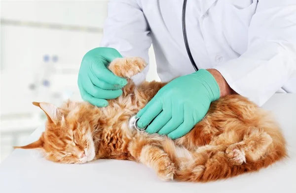 Chat examiné chez le médecin vétérinaire — Photo