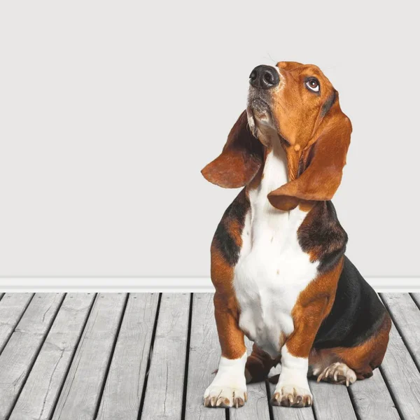 Basset Hound perro —  Fotos de Stock