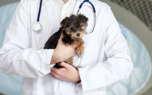 Hunden undersökts vid veterinärmedicinska läkare — Stockfoto