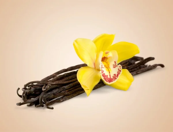 Vanília bab virág — Stock Fotó