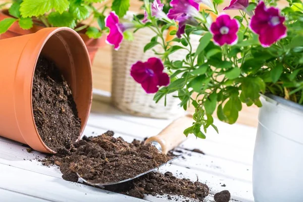 Flower Pot och Trädgårdsskötsel redskap — Stockfoto