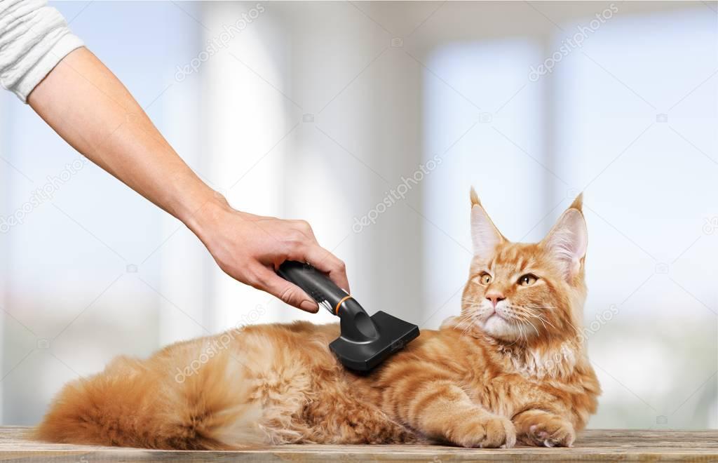 Female hand combing red cat