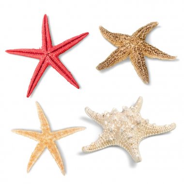 egzotik deniz kabuğu seti 