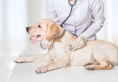 köpek ile genç hayvan hastalıklarıyla ilgili 