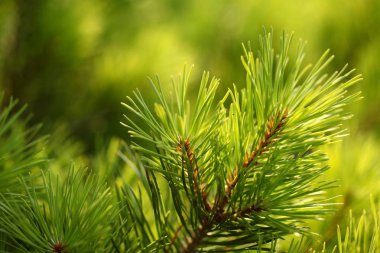 yeşil köknar dalı