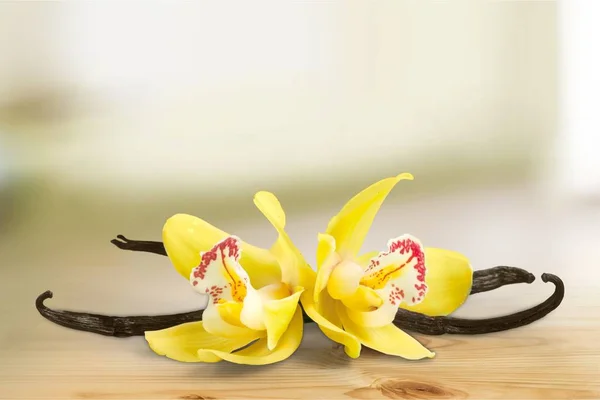 Vanilya pods ve çiçekler — Stok fotoğraf