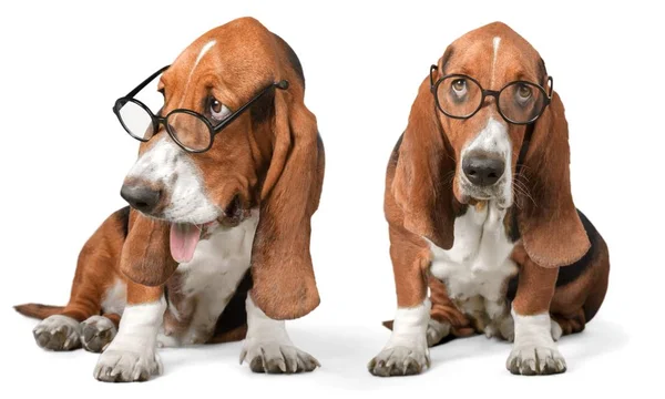 Basset Hound dog — Stock Photo, Image