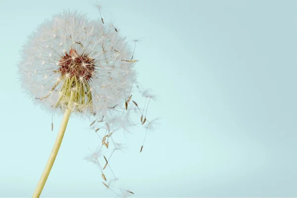 花びらを吹くとタンポポ — ストック写真