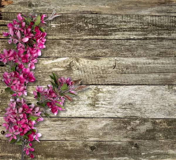Κλαδί ροζ λουλουδιών — Φωτογραφία Αρχείου