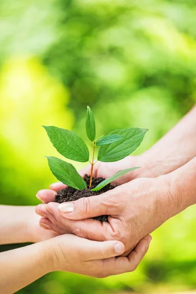 Planta verde en manos humanas — Foto de Stock