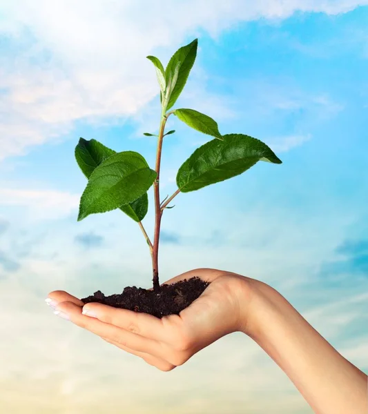 Green Plant in Human Hand — Stock Photo, Image