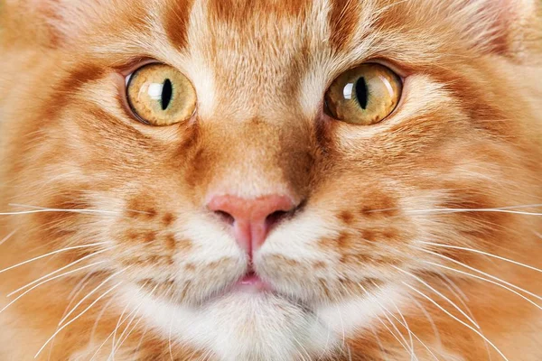 Симпатичное красное кошачье лицо — стоковое фото