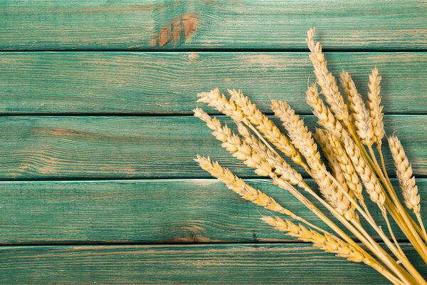 Пшеничные уши на синем столе
