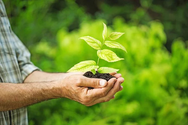 Planta verde en manos humanas —  Fotos de Stock