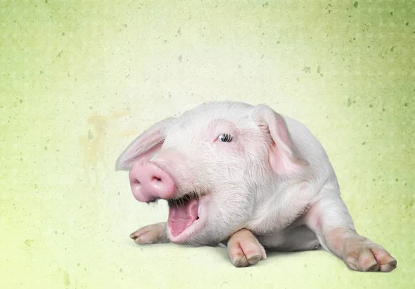 Kleine roze piggy — Stockfoto