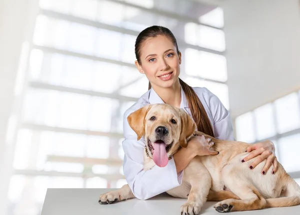Giovane veterinario con cane — Foto Stock