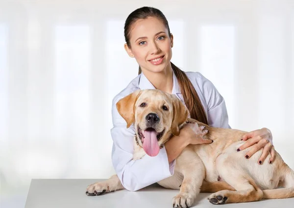 Hermosa joven veterinario con perro —  Fotos de Stock