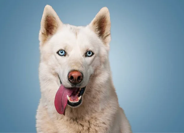 Husky siberiano blanco — Foto de Stock