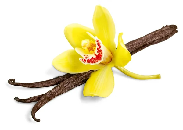 Vanília bab virág — Stock Fotó