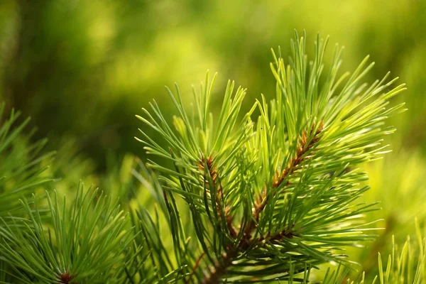 yeşil köknar dalı