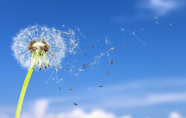 Одуванчик с лепестками
