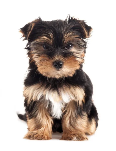 Yorkshire terrier dog Stock Picture