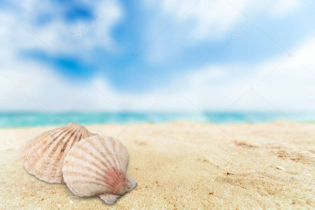Sea shells on sandy beach 