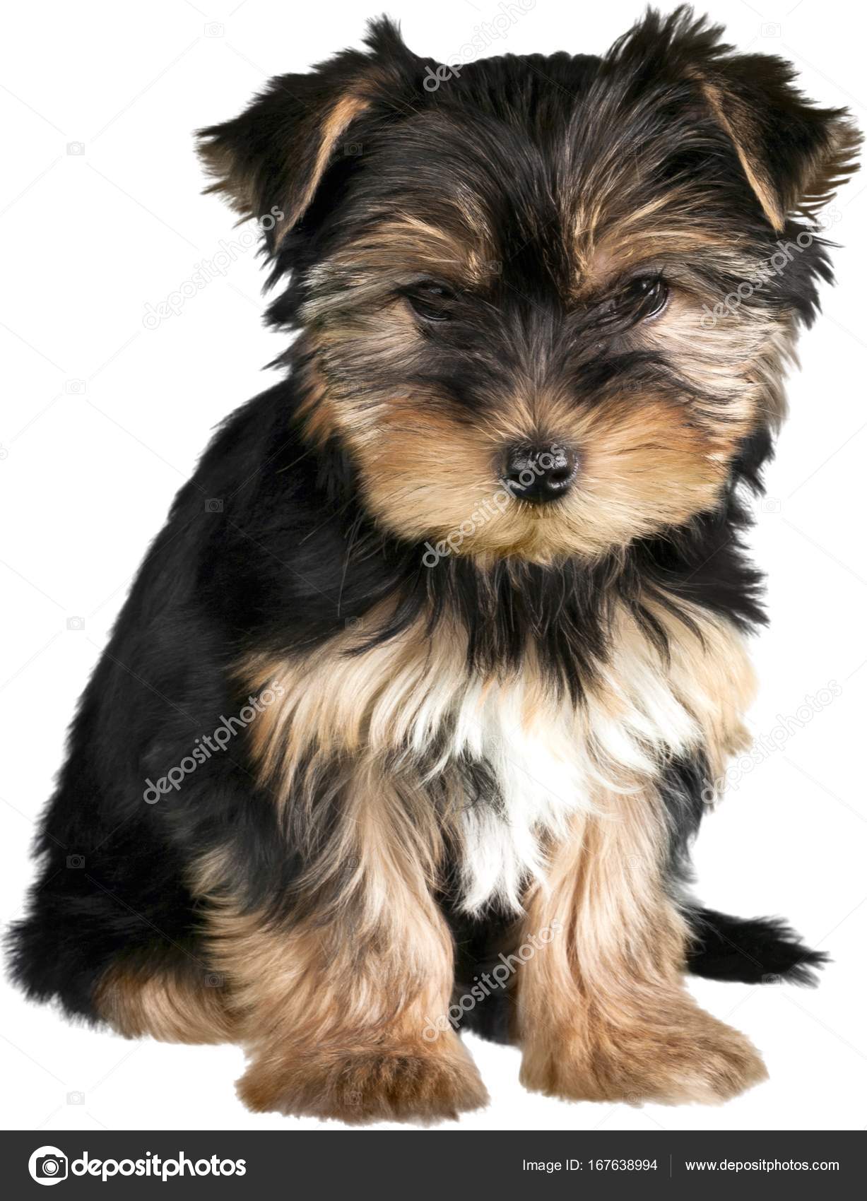 Yorkshire Terrier Dog Stock Photo Image By C Billiondigital Yorkshire Terrier Dog Stock Photo Image By C Billiondigital