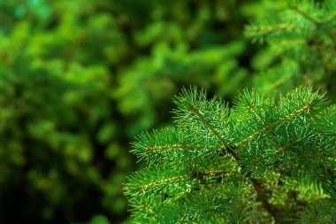 bir kürk ağacı veya çam ağacının yeşil dikenli dalları
