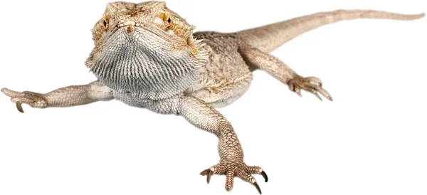 Büyük Iguana sürüngen — Stok fotoğraf