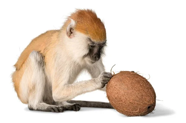 Cute małpy z kokosem — Zdjęcie stockowe