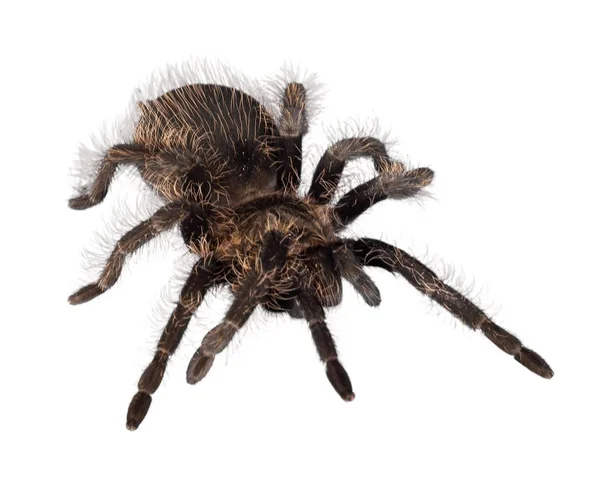 Tarantula Spider White Background — Stock Photo, Image