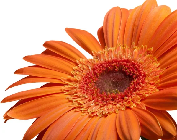Narancs Gerbera Virág Elszigetelt Fehér Háttér — Stock Fotó