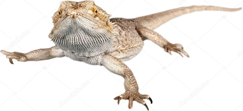 big iguana reptile