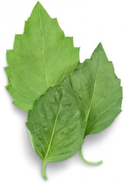 yakın çekim yeşil yaprakların üzerinde beyaz arka plan izole