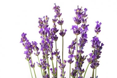 Beyaz arka plan üzerinde izole lavanta çiçekleri buketi