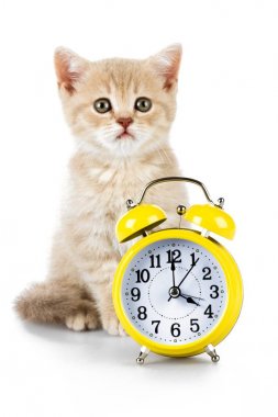 sevimli küçük yavru kedi