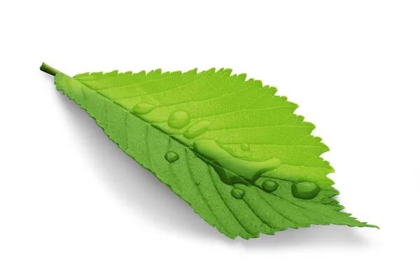 Зелений Лист Краплями Води Ізольовані Білому Тлі — стокове фото