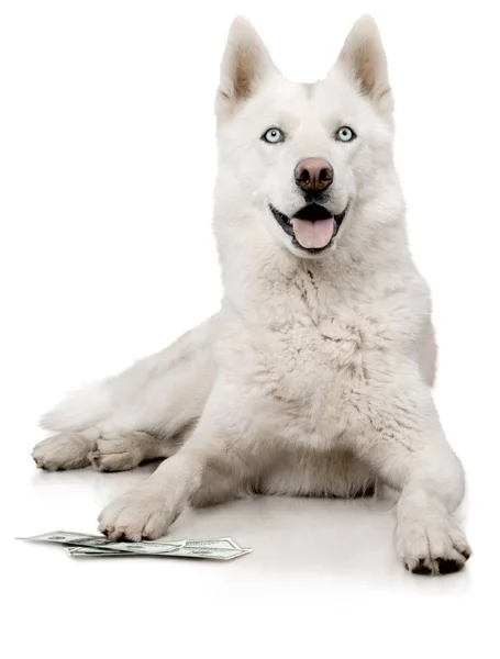 Cute dog with money — Stock Photo, Image