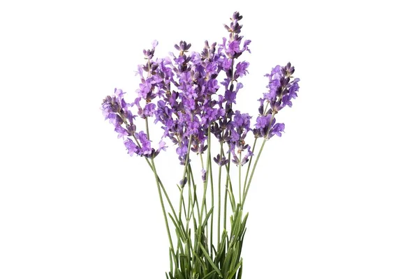 Flores aromáticas de lavanda — Foto de Stock