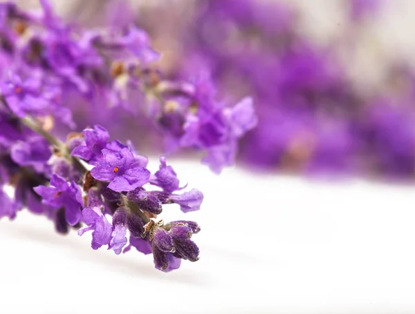 Flores aromáticas de lavanda — Foto de Stock