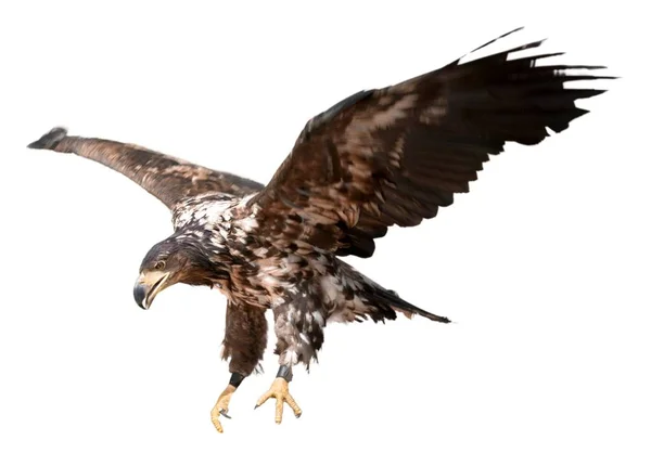 Águila con alas extendidas — Foto de Stock