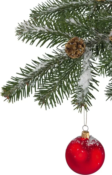 Köknar Ağacı Dalı Ile Beyaz Arka Plan Üzerinde Izole Noel — Stok fotoğraf