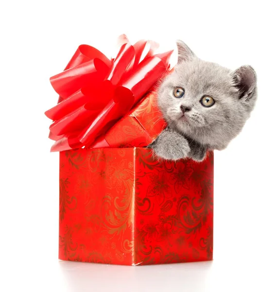 Lustiges Kätzchen Geschenkbox Isoliert Auf Weiß — Stockfoto