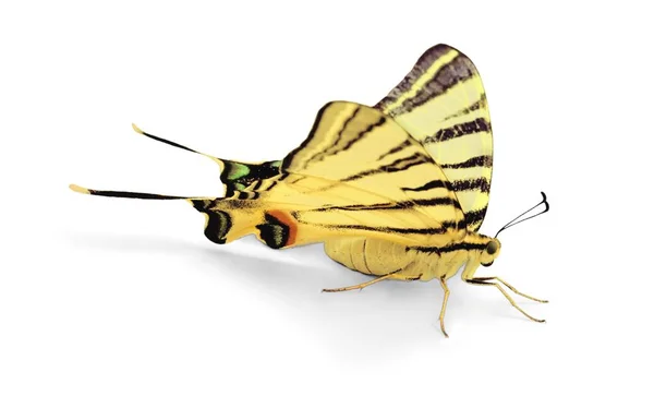 Симпатичные Животные Бабочки Изолированы Белом Фоне — стоковое фото