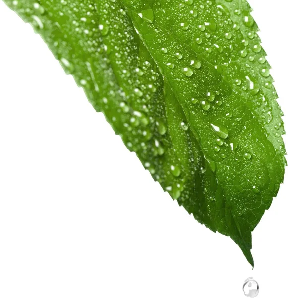 Hoja Verde Con Gotas Agua Aisladas Sobre Fondo Blanco — Foto de Stock